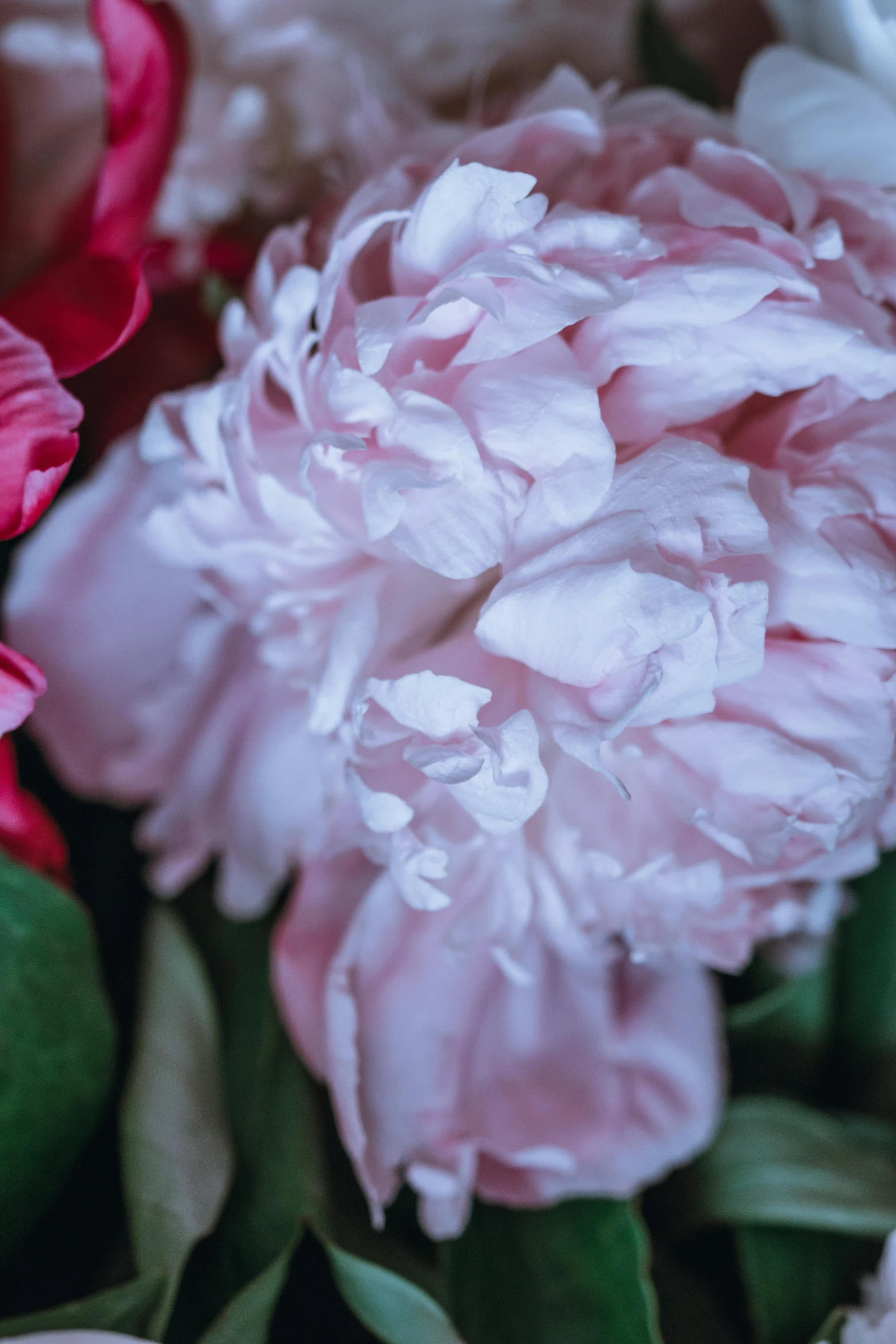 this is a picture of pink flowers that were just blooming