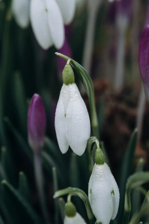 several flowers with drops of rain on them