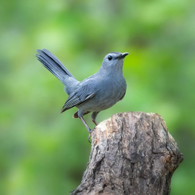 small gray bird sitting on top of a log