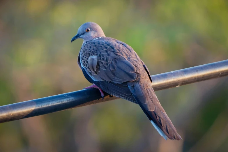 a bird sits on top of the arm of a metal rail