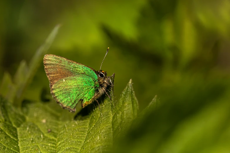 a close up of a green erfly on a leaf
