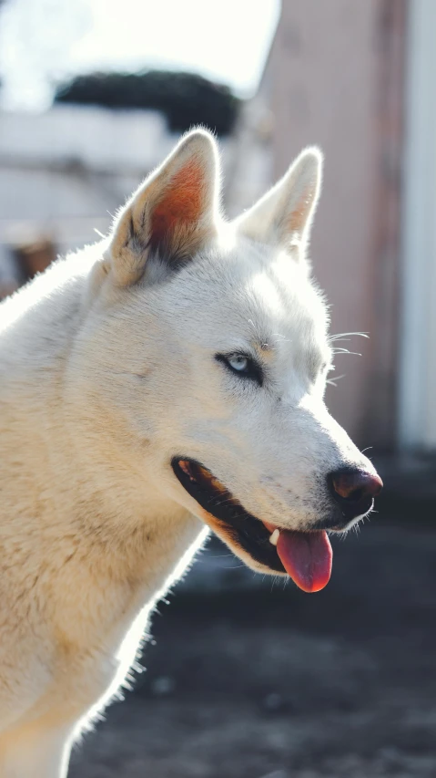 a dog looking to its right with his tongue out