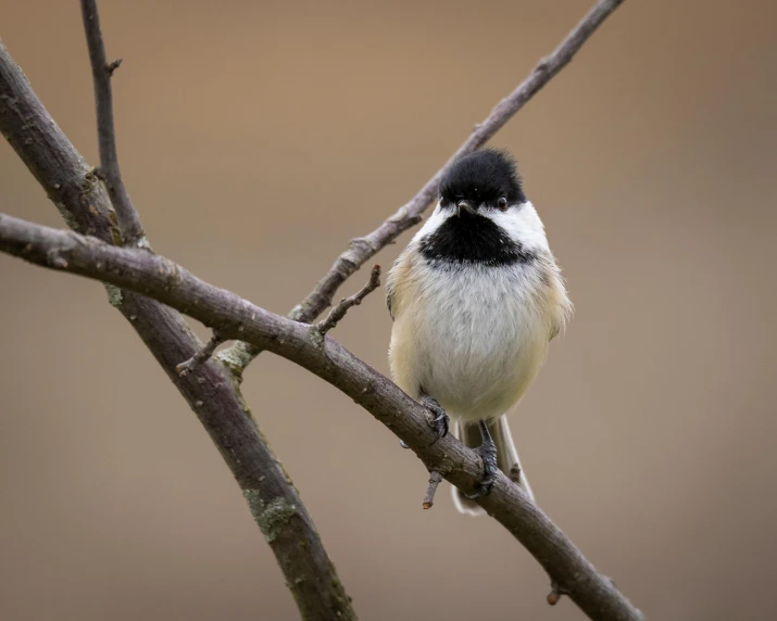 black and white bird sitting on a tree nch