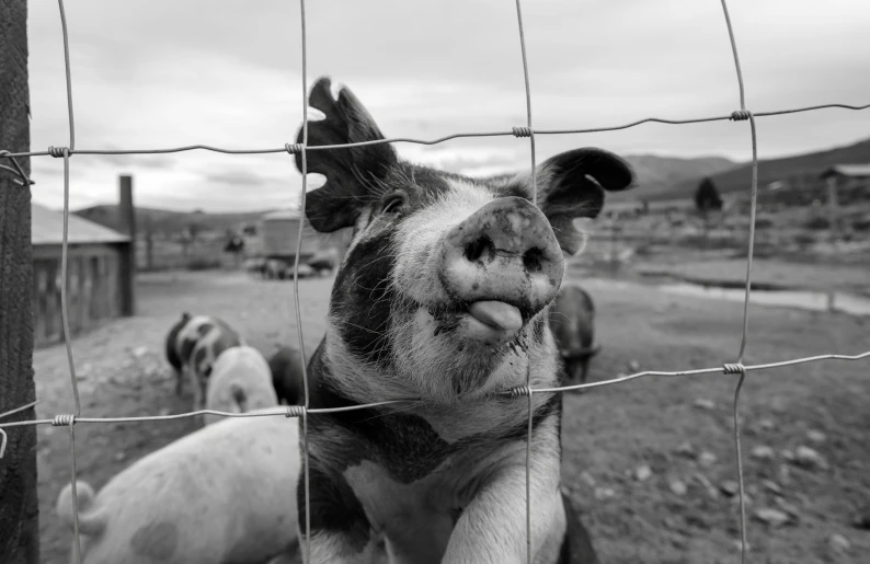 the pig is standing behind the fence and smiling