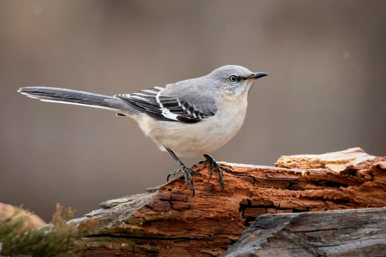 a small gray and white bird sitting on top of a piece of wood