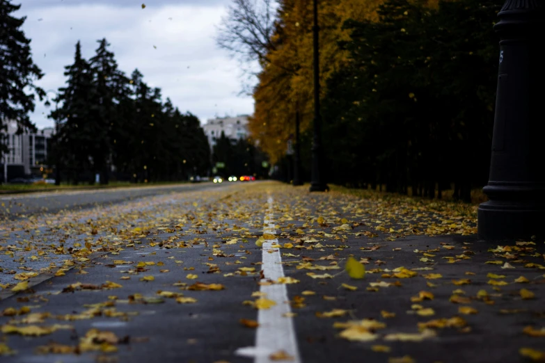 street with white lines in leaves and cars driving in the distance
