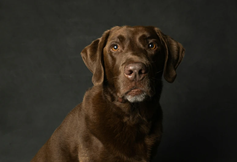 an image of a dog looking at the camera