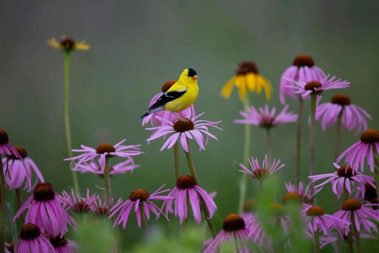 the bird is perched on the top of the flower