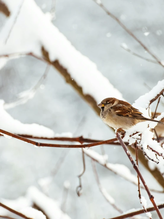 a bird is sitting on a nch covered in snow