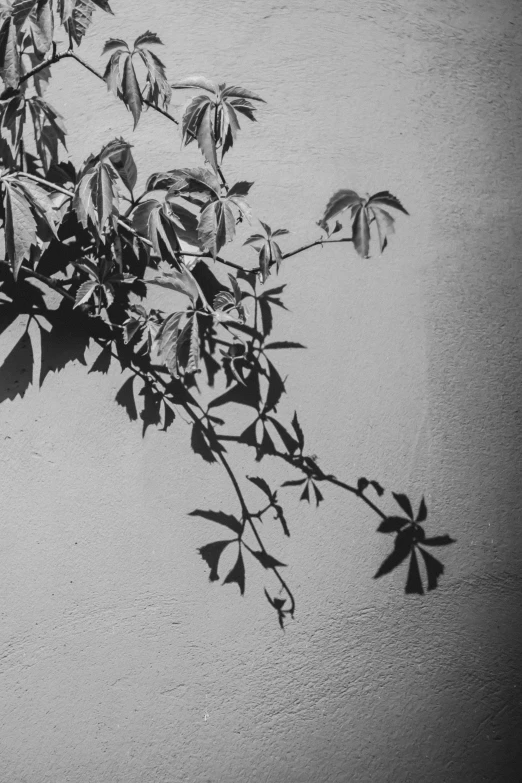 a nch with leaves is casting shadows on the sand