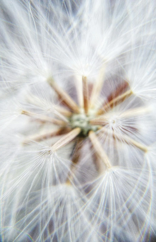the top of a dandelion has lots of white flecks