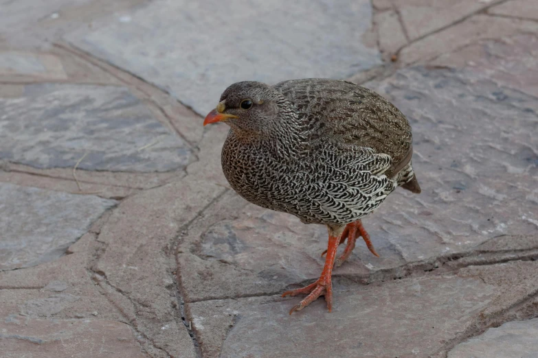 a small bird is standing on a cobblestone surface