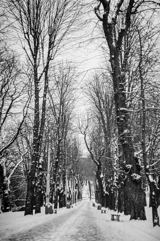 a black and white po of a street with trees on both sides