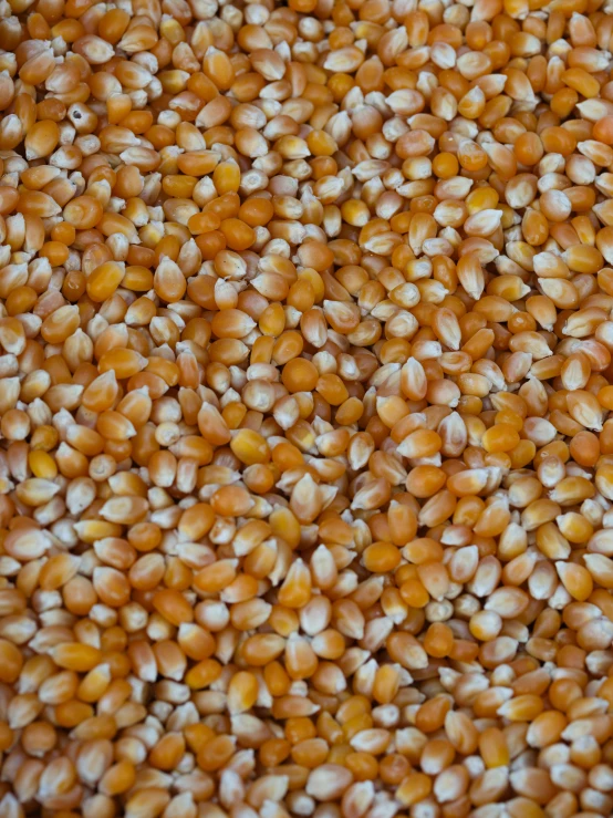 a mixture of corian seeds that look very similar to the wheat