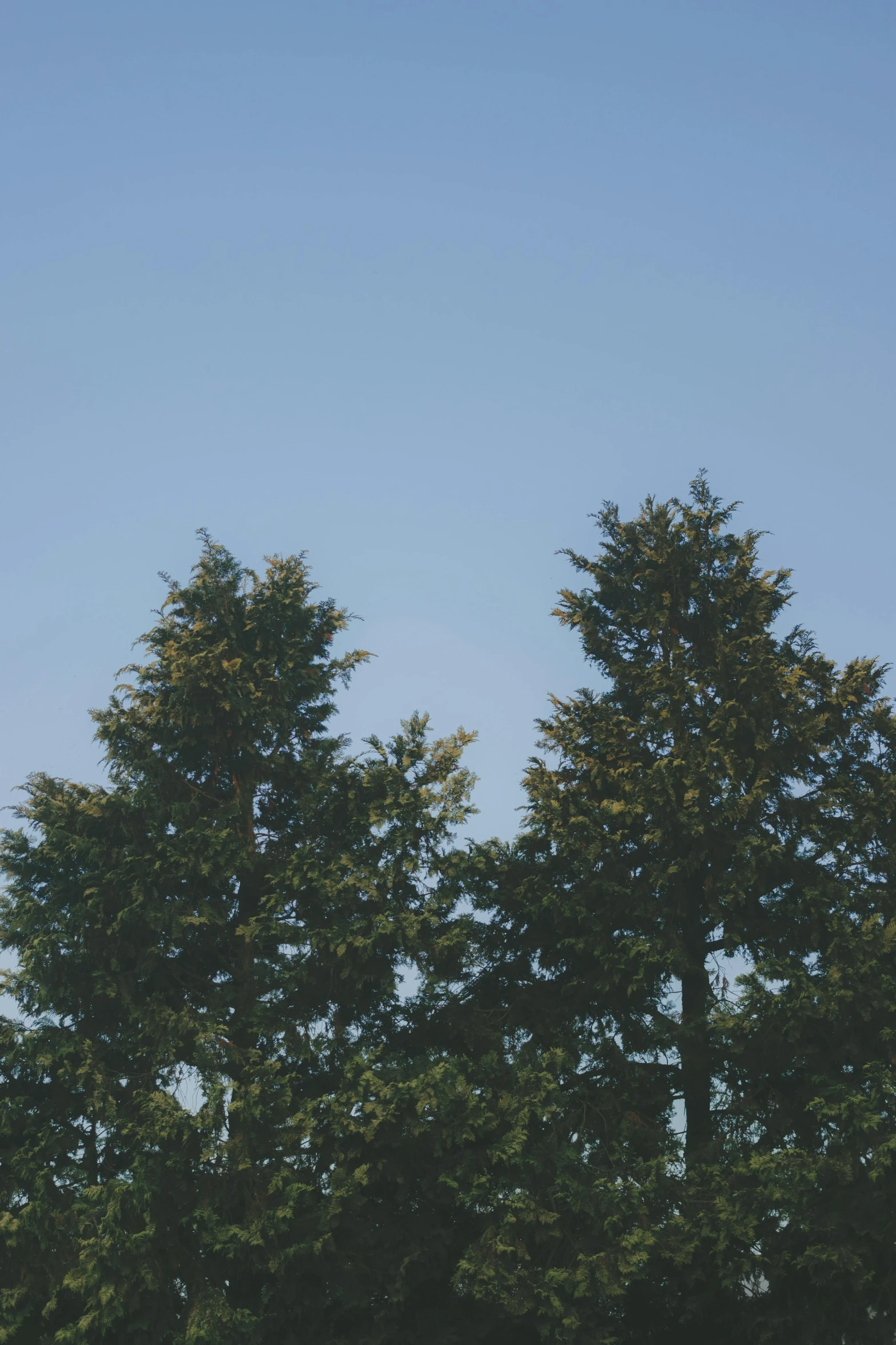 a clear blue sky is seen with three trees