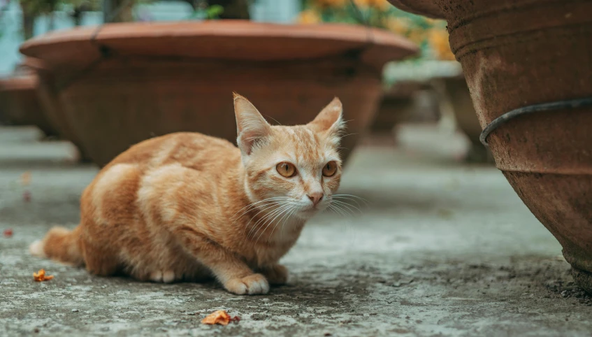 an orange cat sitting in the middle of potted plants