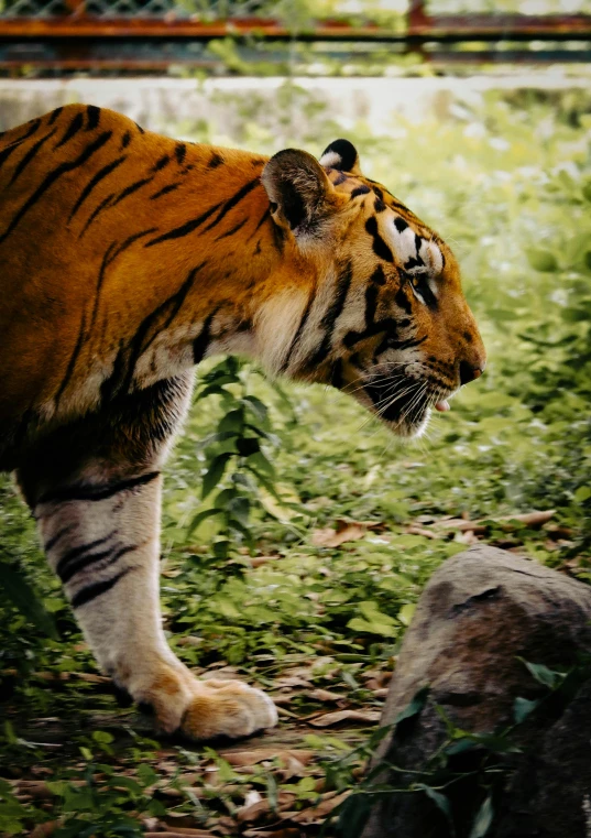 a close up of a tiger walking through a field