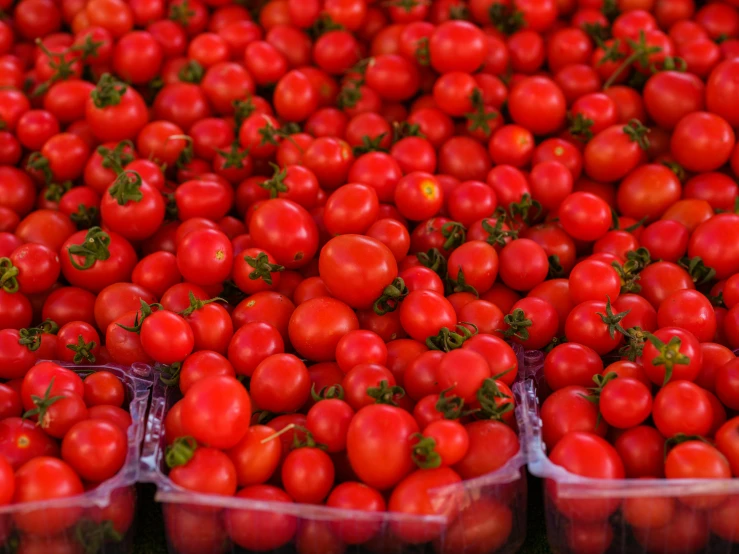 many bags of fresh tomatoes in small plastic containers