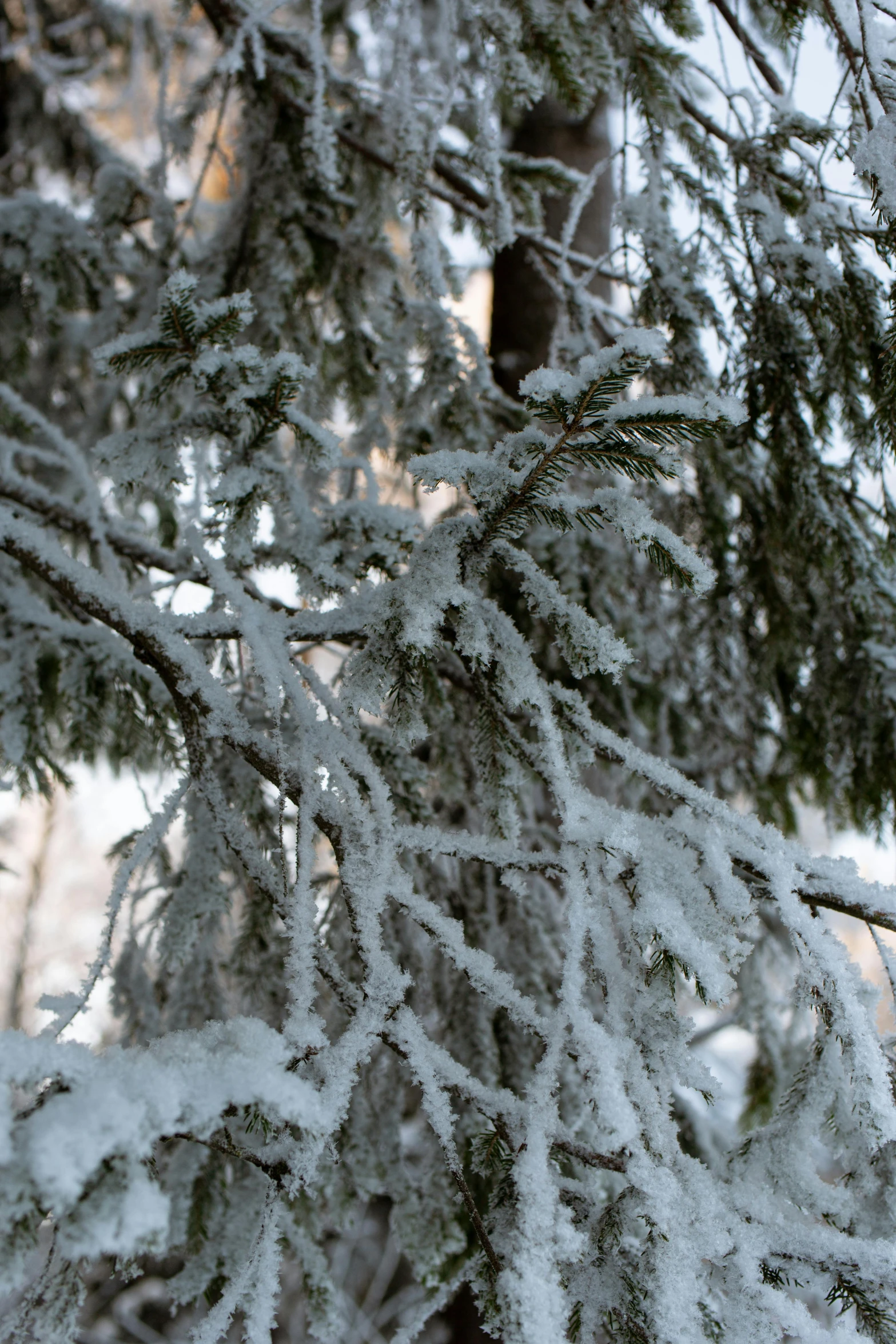 a snow covered pine tree in the sunlight