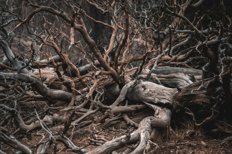 large pieces of tree root on the ground