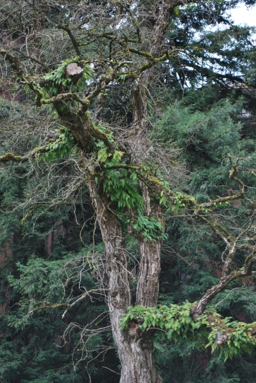 a large tree in the woods with many leaves