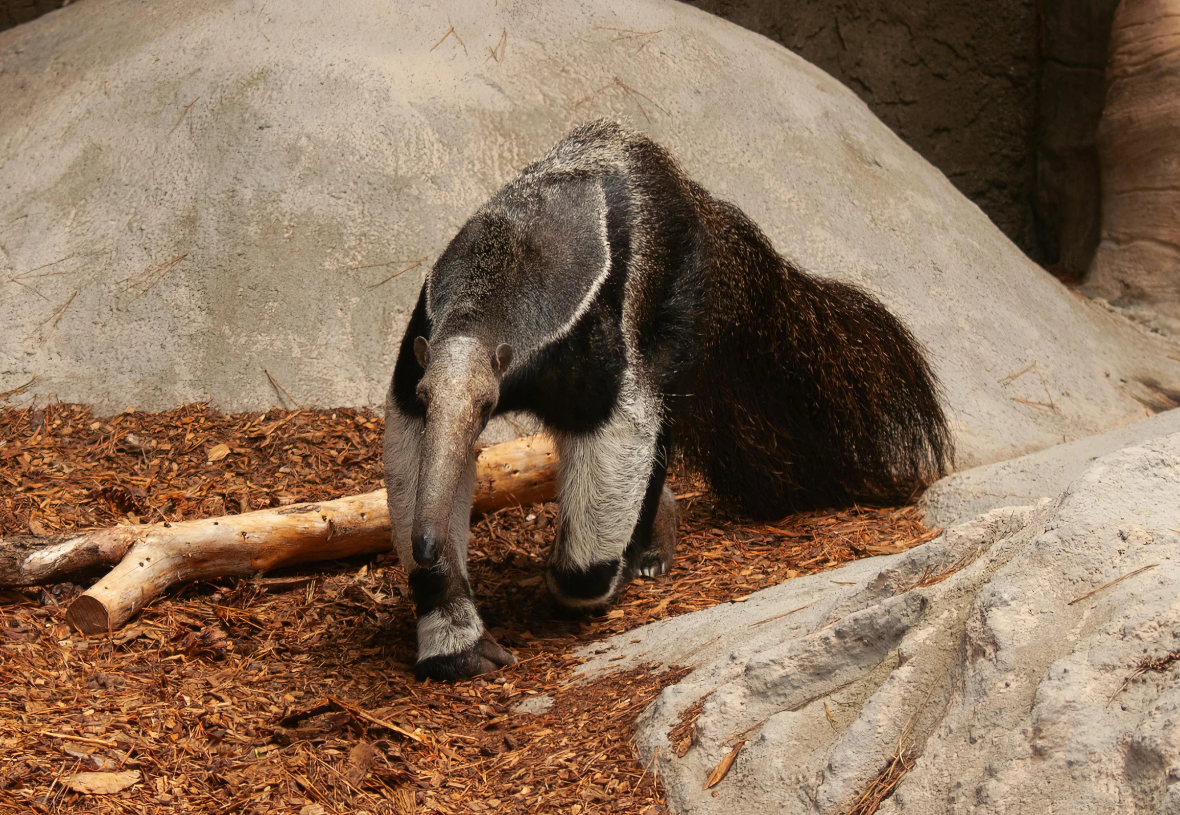 an animal with its head in the ground near a log