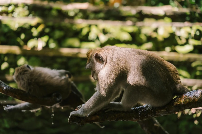 a small monkey sits on a nch next to another smaller one