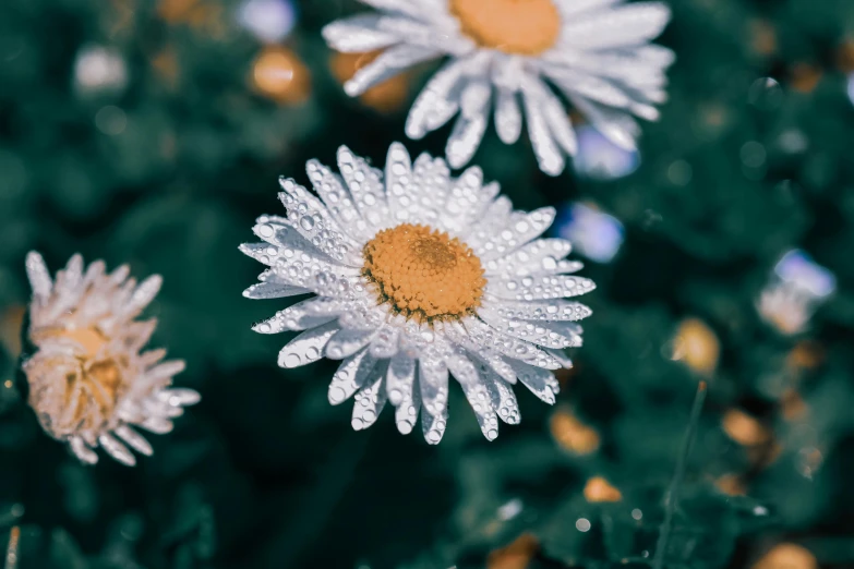 raindrops on a bunch of small white flowers