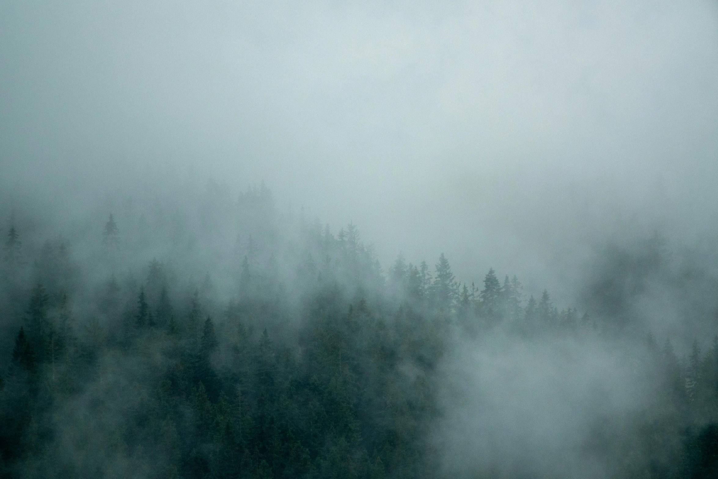 some grey fog and trees and one plane flying in the sky