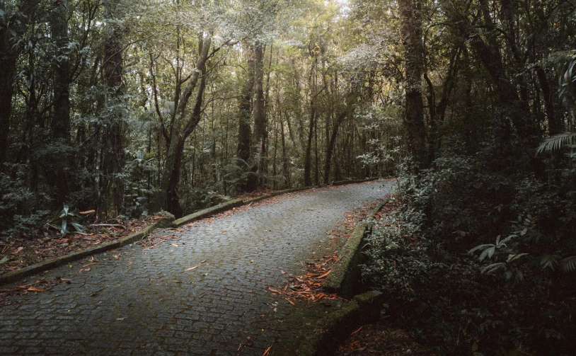 a paved road in a forest surrounded by trees