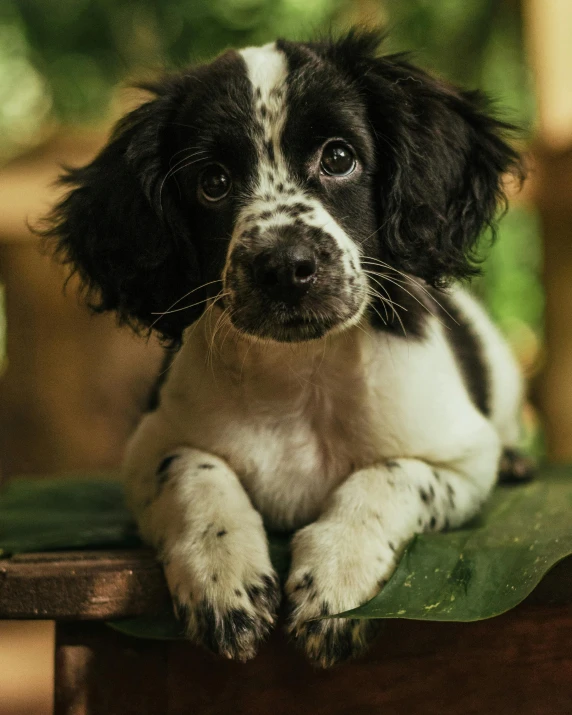 a puppy laying down on top of a green plant