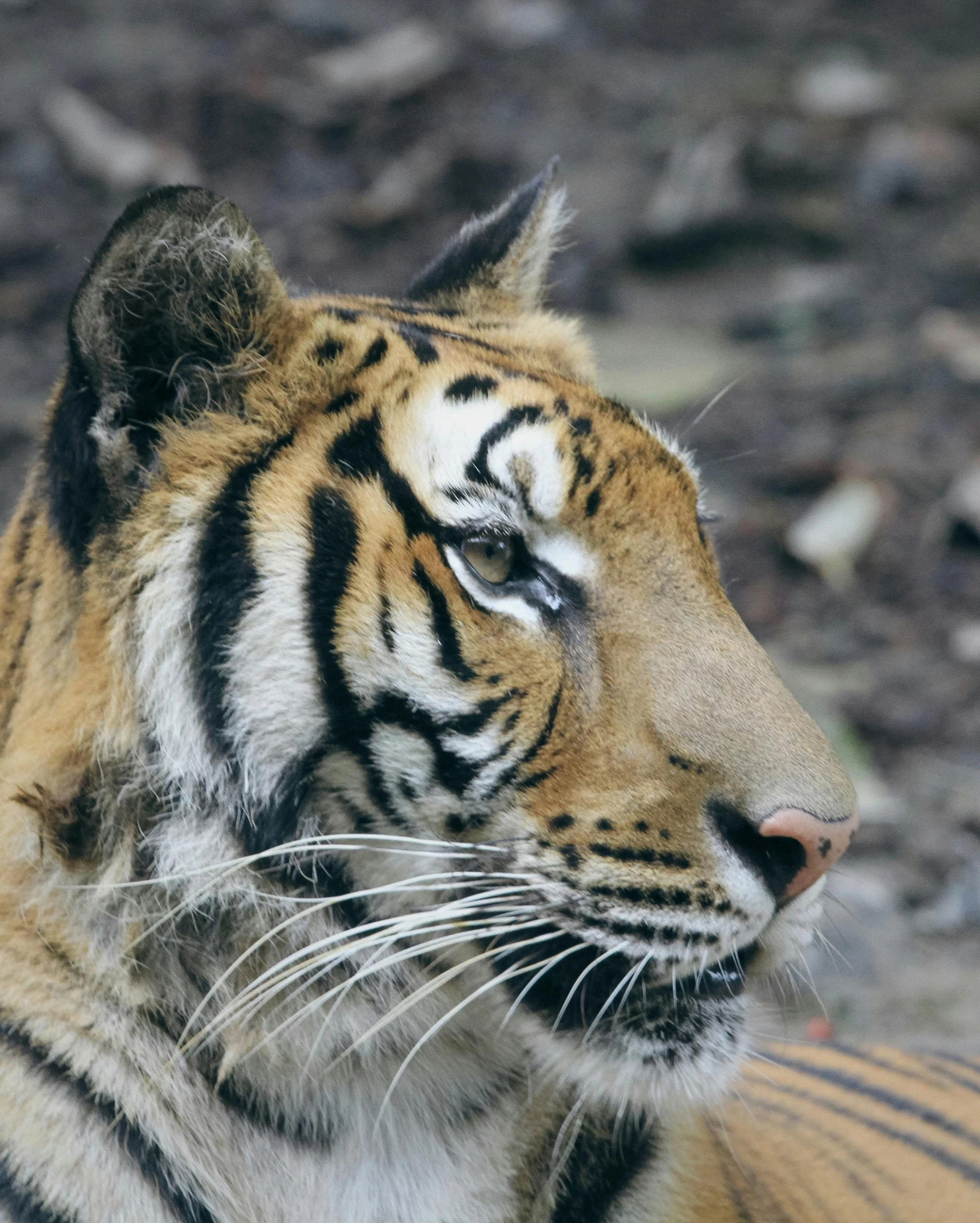 a tiger looking off to the side in front of its enclosure