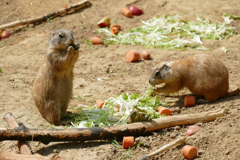 a couple of animals eating on top of some grass