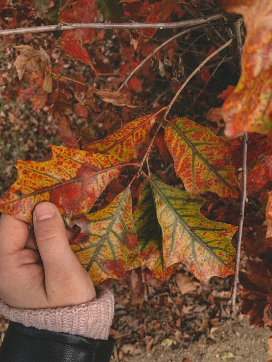 a hand holding a maple leaf in front of leaves