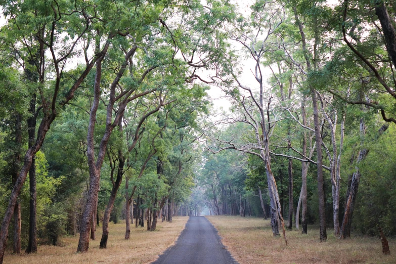 trees line the road in the middle of a forest