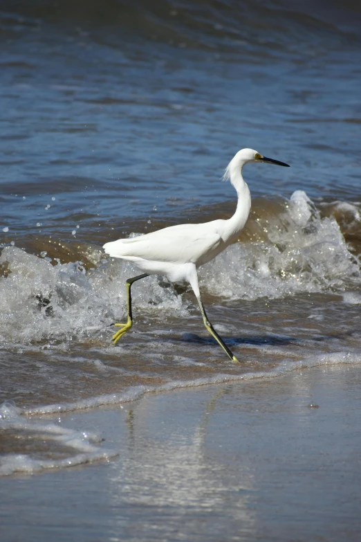 the bird walks into the ocean water as the wave breaks