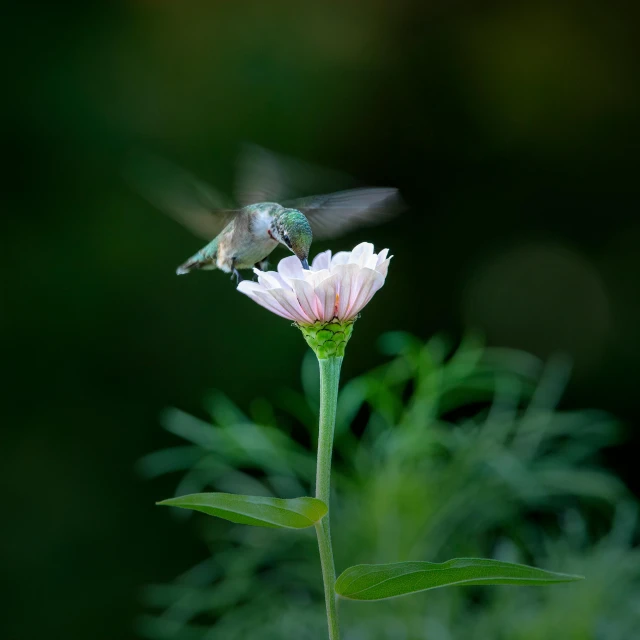 a hummingbird lands on a flower near some leaves