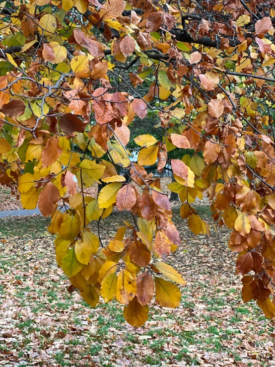 leaves in the fall on the ground and a bench in the background