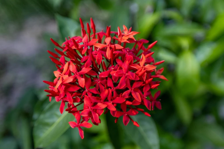 a very colorful red flower with green leaves