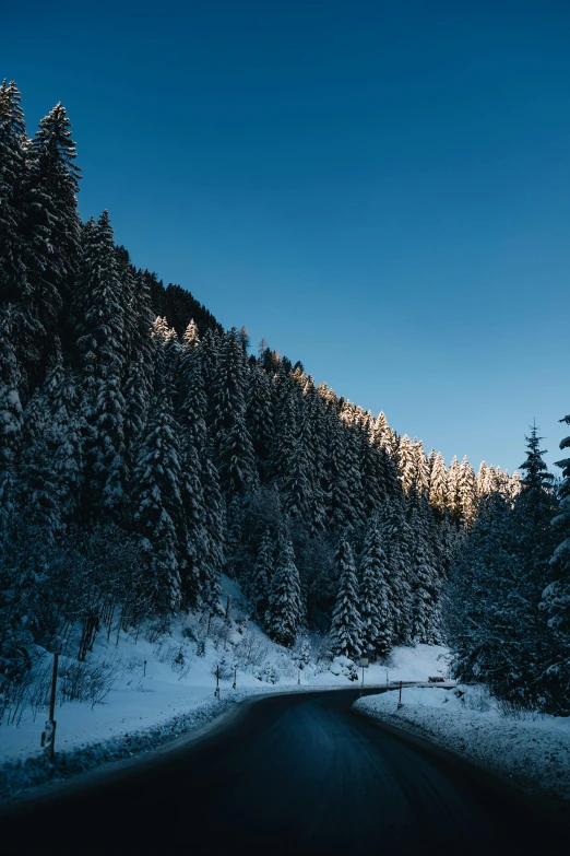 a road running between two trees near a forest