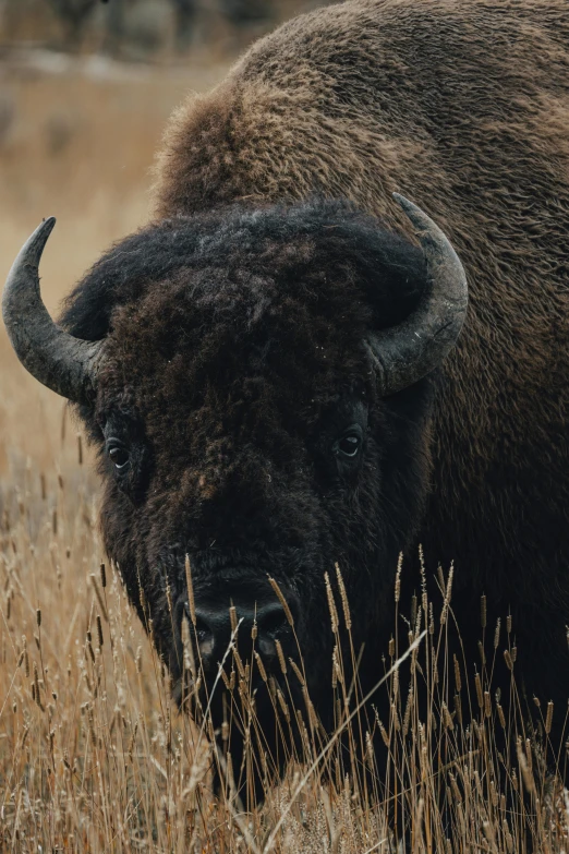 a bison with large tusks standing in the tall grass