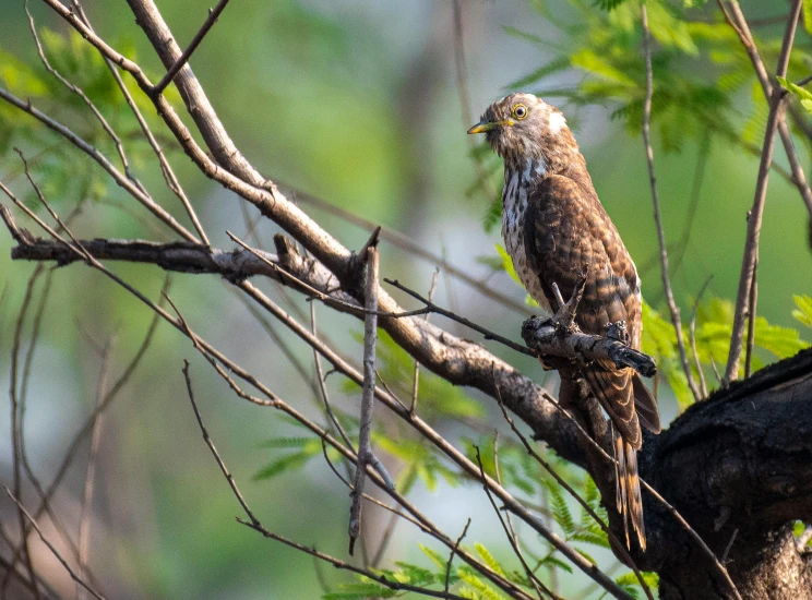 a bird perched on a nch in the wild