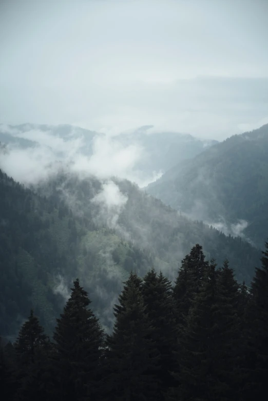 fog rises on a mountain in the distance with tall trees and trees