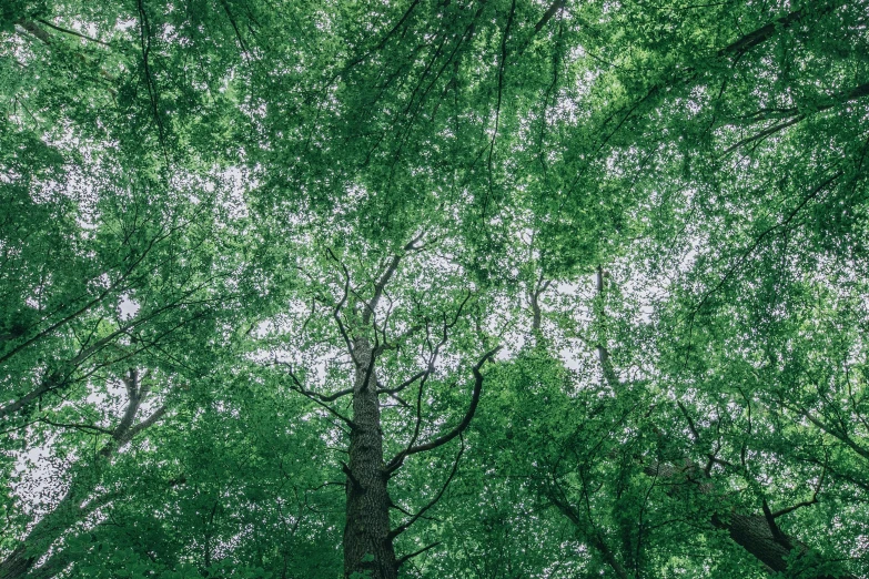 looking up at tall green trees in the forest