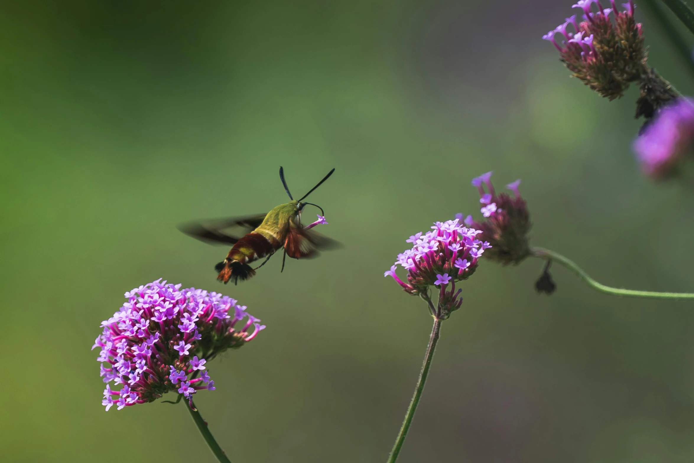 a bee flying around in front of some purple flowers