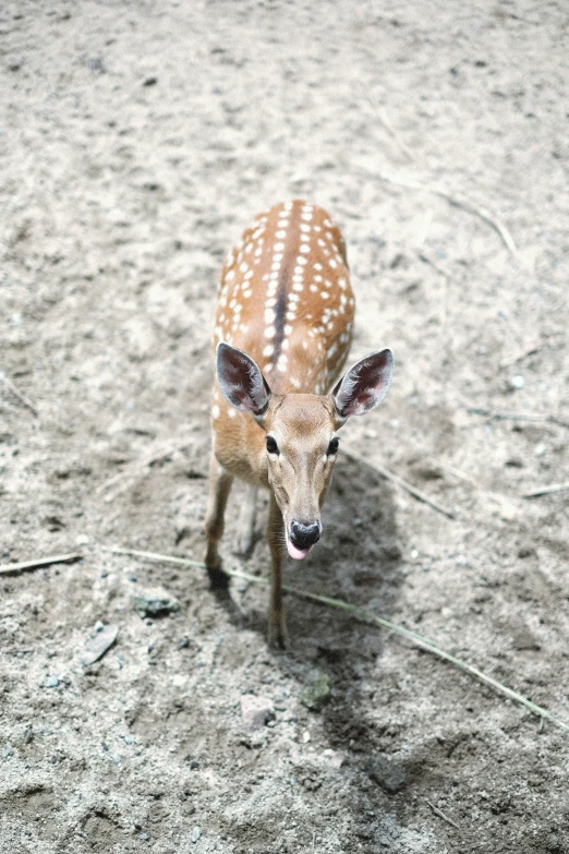 a little baby deer standing next to a grass and dirt field