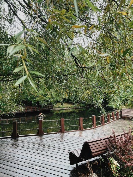 a dog is sitting on a wooden deck in the woods