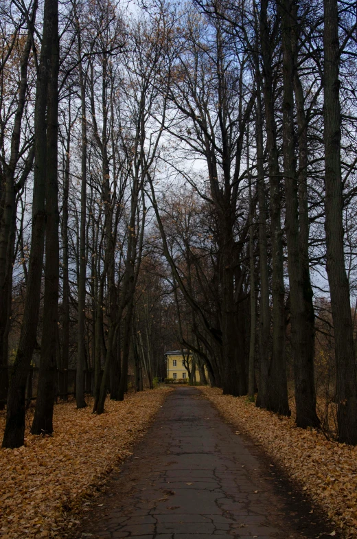 a driveway in a park with some leaves on the ground