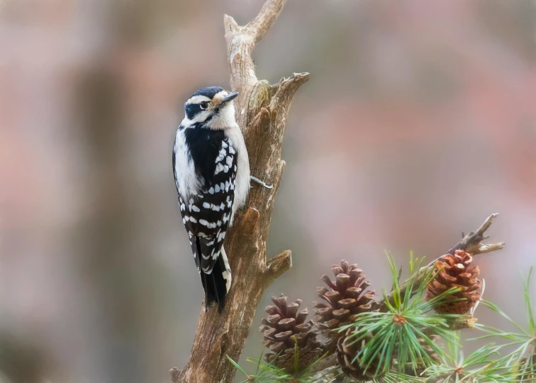 a bird perched on a nch of a pine tree with cones