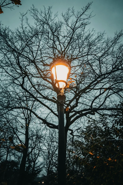 a lamp in the trees and the sky is blue